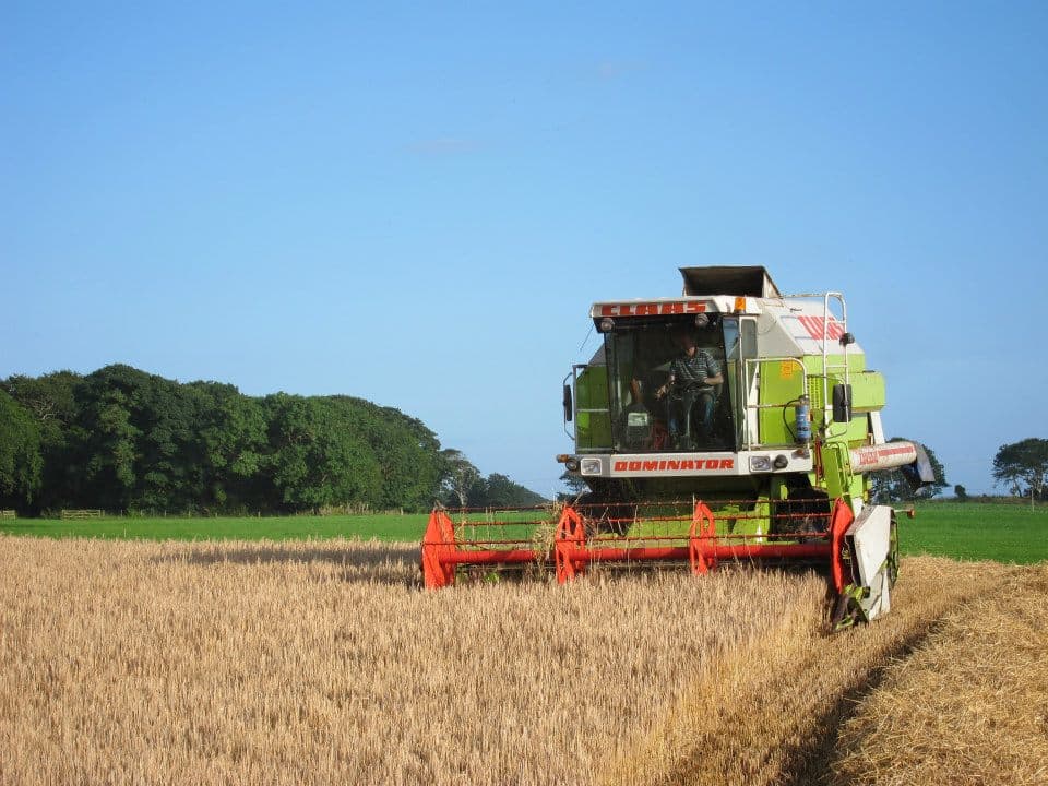 Combining barley
