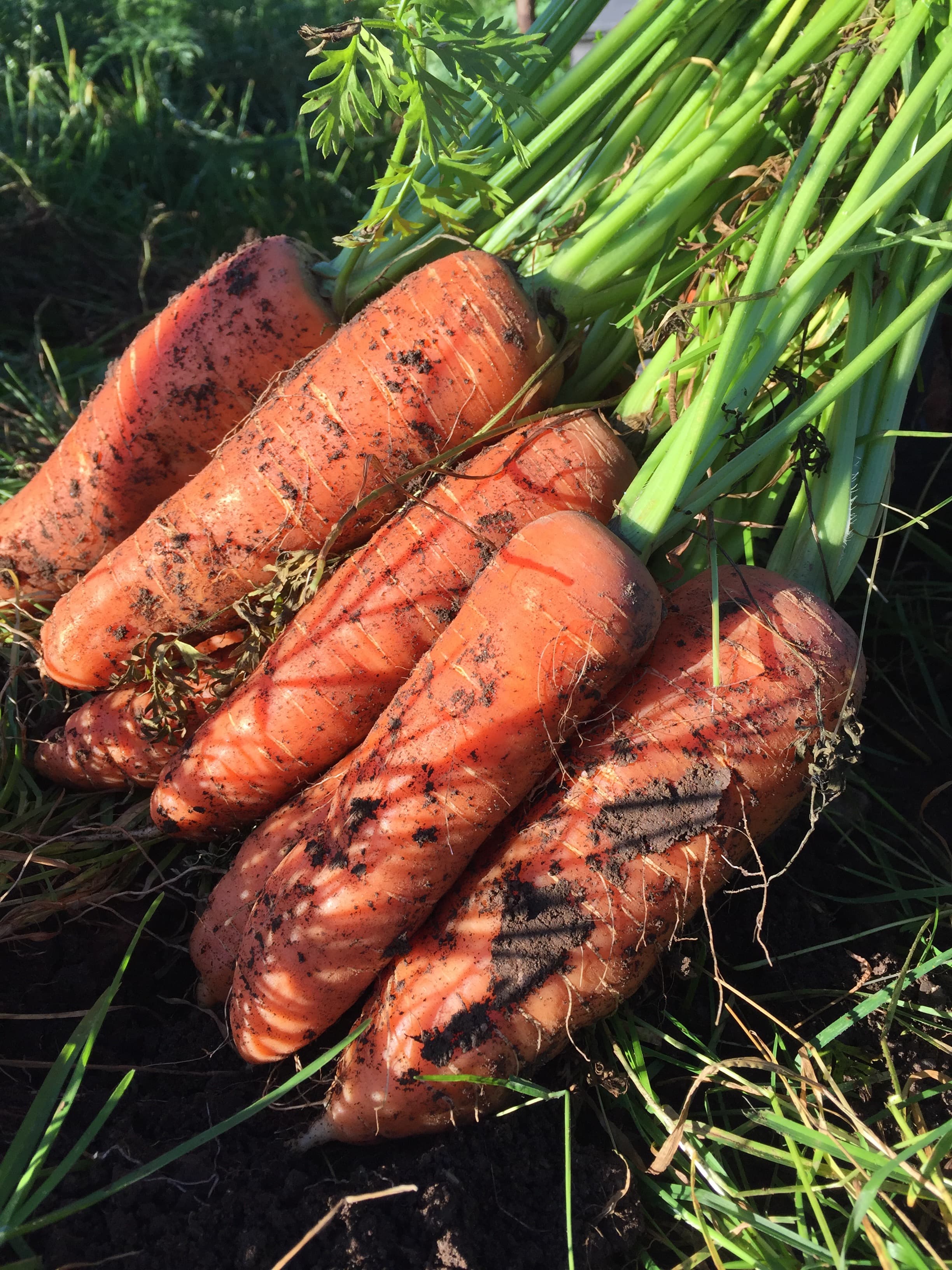 Carrots