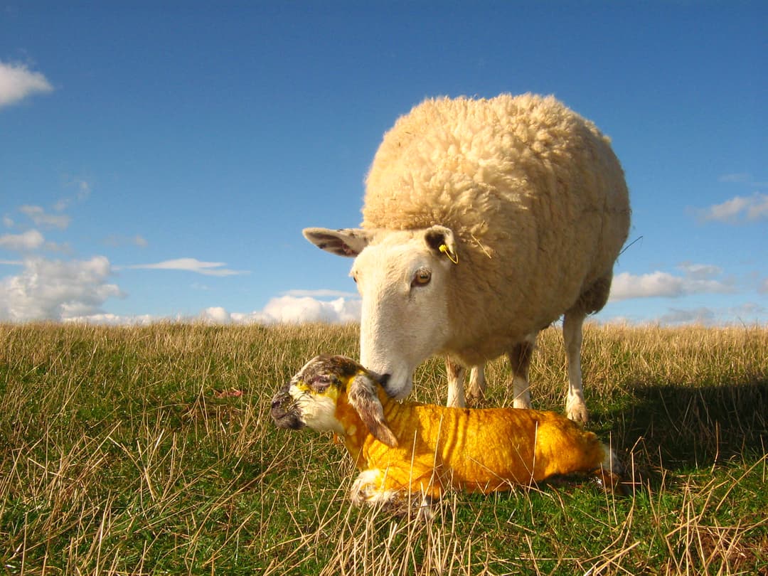 Lambing 2