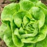 Lettuce: Butterhead
